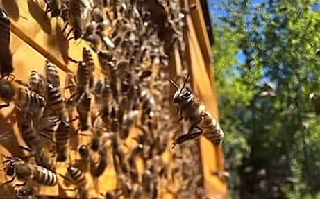 Мед Best Beekeepers — акація та конюшина