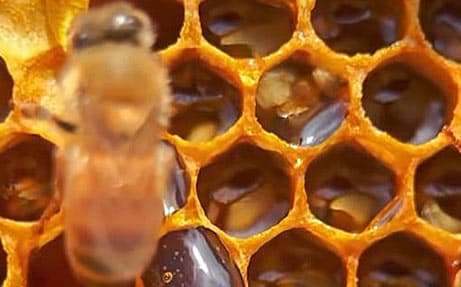 Мед Best Beekeepers — чорниця та кульбаба