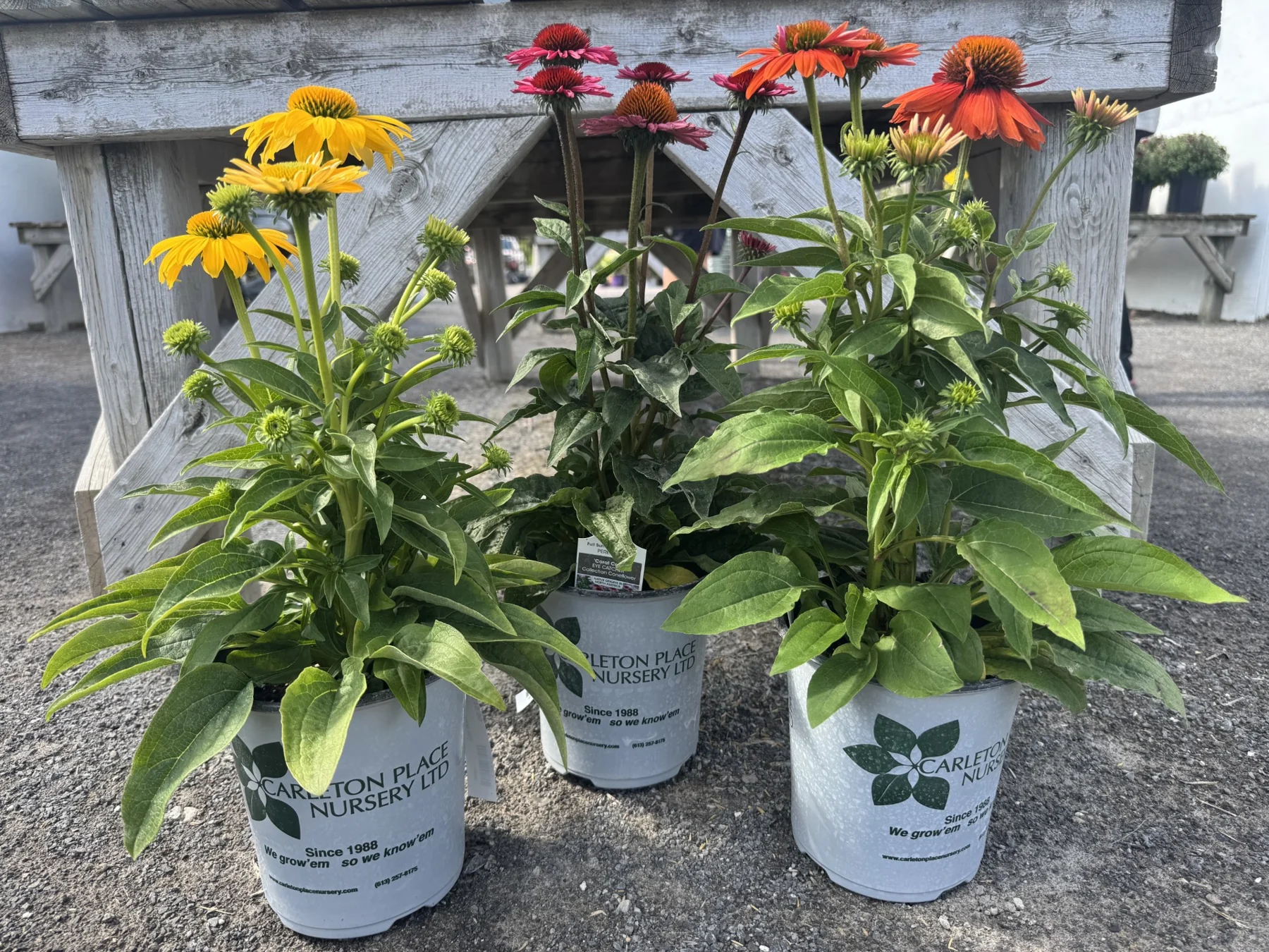 Three potted coneflowers in the nursery's own branded white pots, printed “Carleton Place Nursery Ltd — Since 1988. We grow’em so we know’em”.
