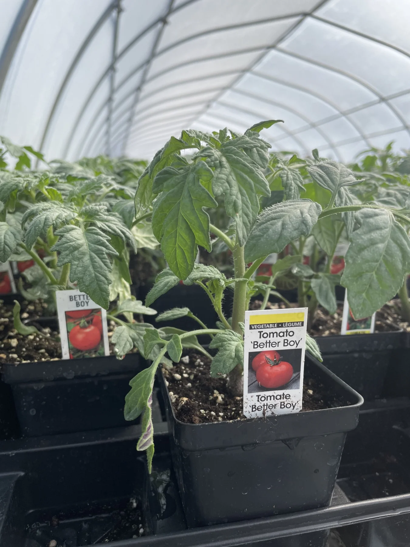 Trays of ‘Better Boy’ tomato starts with variety tags, on a bench inside a greenhouse.