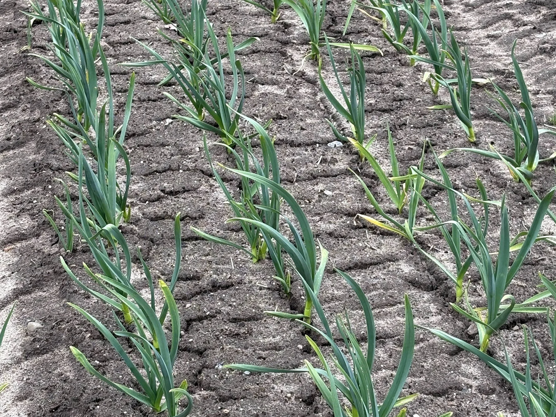 Photograph: rows of young garlic shoots coming up through worked soil on the farm