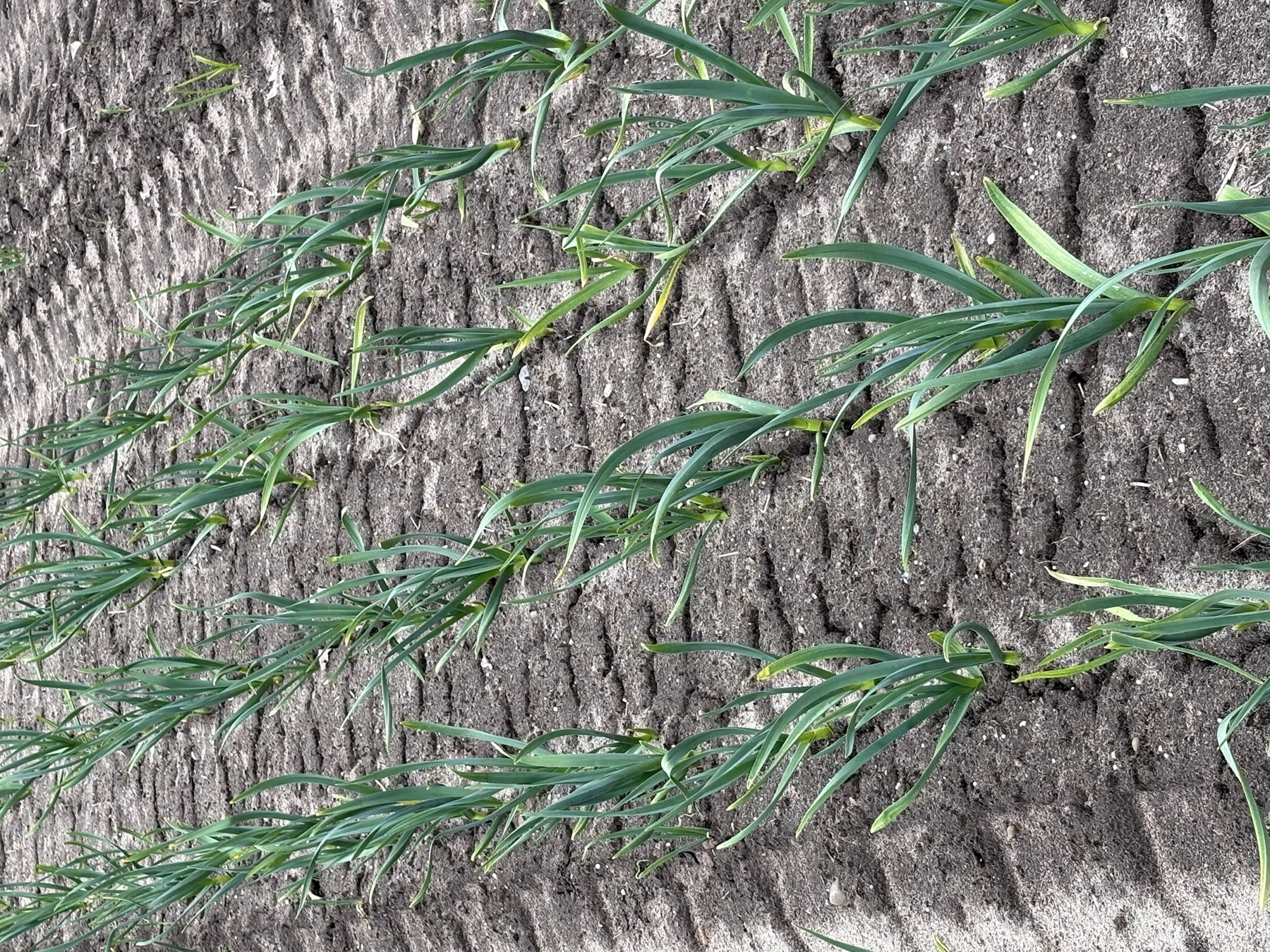 Photograph: garlic leaves lying across ridged ground, seen from above
