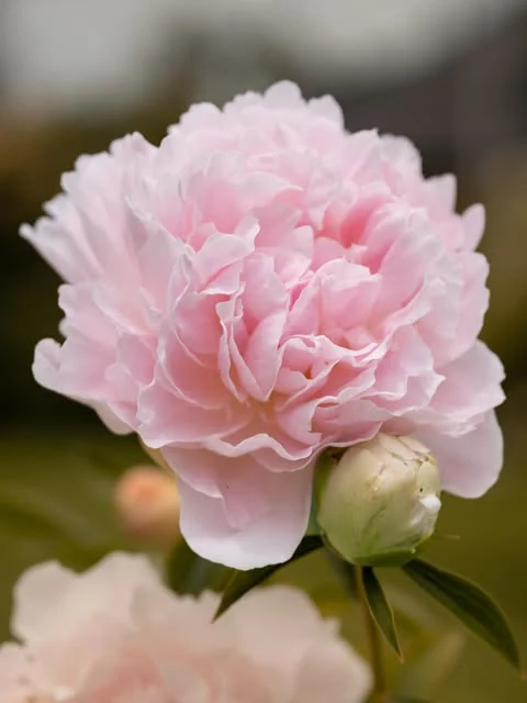 A pale pink double peony in close-up with a bud beside it, photographed among the peony beds at the Experimental Farm in Ottawa