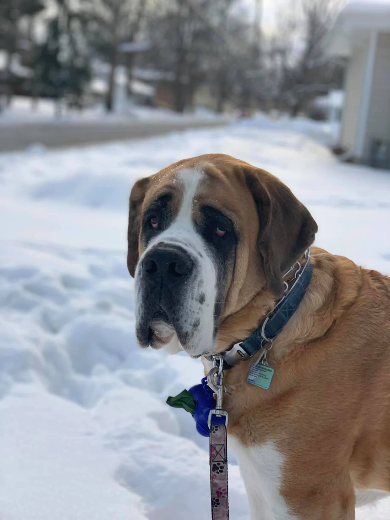A large brown-and-white dog in the snow, from Woof Walk Perth's own home page.
