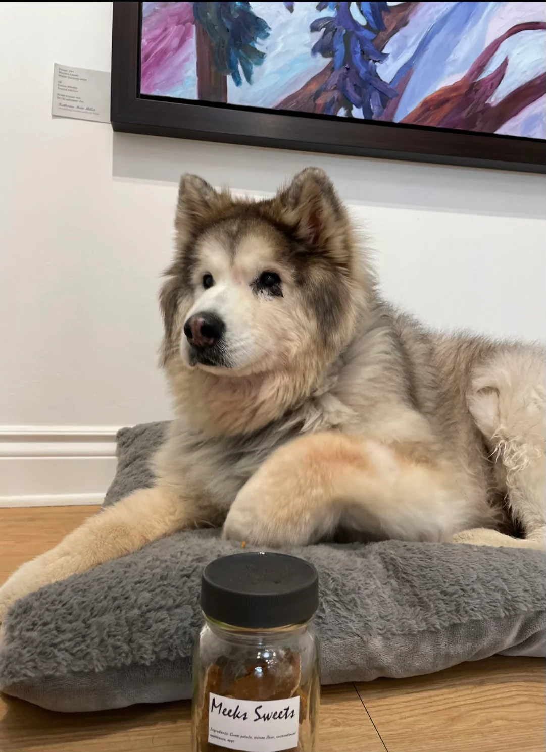 A husky-type dog resting on a cushion indoors, from Woof Walk Perth's own home page.