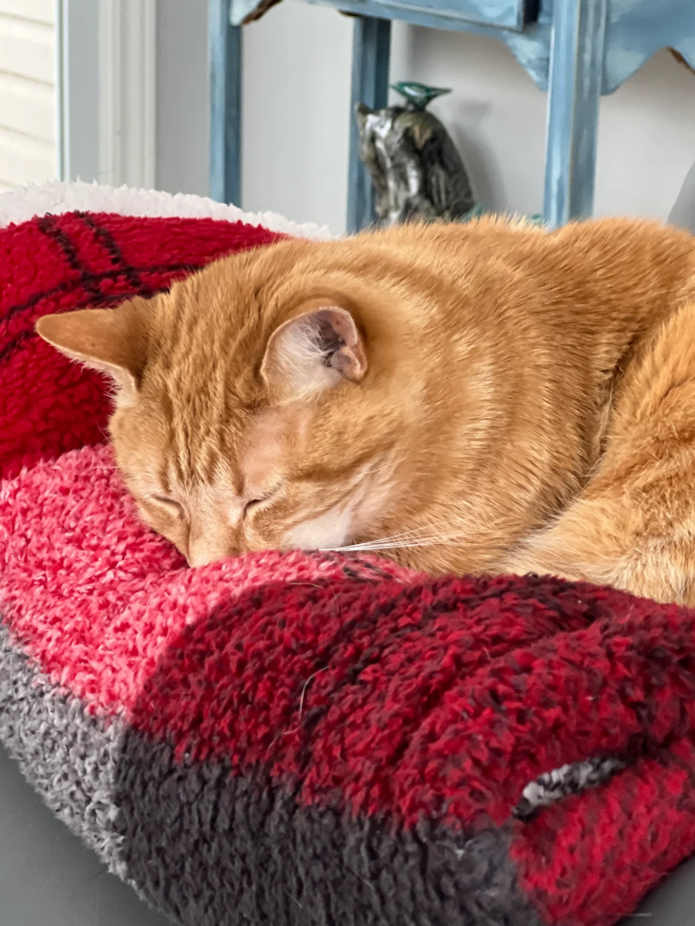 A ginger cat asleep on a red blanket — Woof Walk Perth also visits cats and other pets.