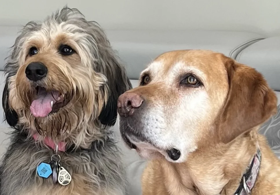 Two dogs side by side, from Woof Walk Perth's own home page.